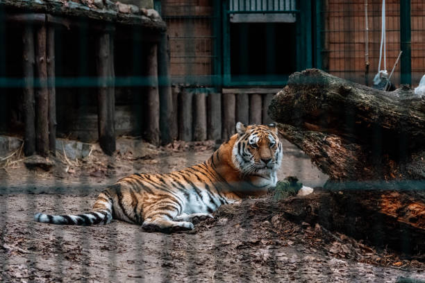 istock Tiger in the zoo 1129150219