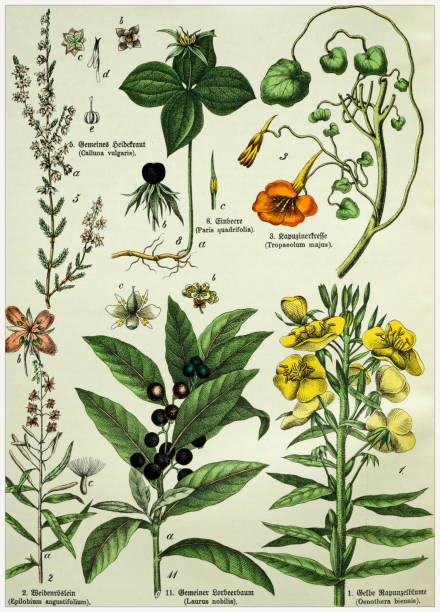 istock Victorian style botanical lithographs with corresponding caption in Latin and old German script. Munich 1880-1889,  Germany. 1129150240