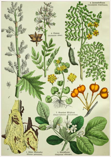 istock Victorian style botanical lithographs with corresponding caption in Latin and old German script. Munich 1880-1889,  Germany. 1129150290