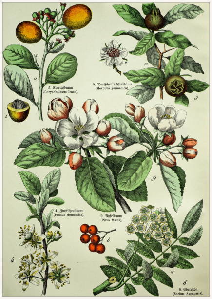 istock Victorian style botanical lithographs with corresponding caption in Latin and old German script. Munich 1880-1889,  Germany. 1129150508
