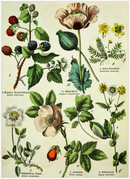 illustrazioni stock, clip art, cartoni animati e icone di tendenza di litografie botaniche in stile vittoriano con didascalia corrispondente in latino e in antico alfabeto tedesco. monaco di baviera 1880-1889, germania. - enciclopedia