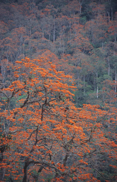 istock Tropical colors of bucare tree on mountain range Venezuela 1129150555