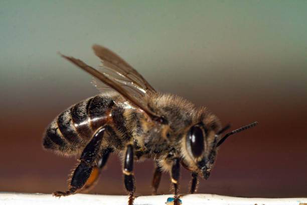 istock european or western honey bee 1129150628