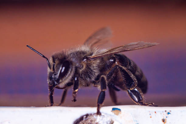 istock european or western honey bee 1129150738