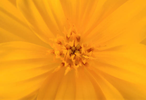 istock Yellow flower close up extreme background texture 1129150864
