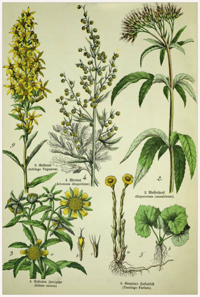istock Victorian style botanical lithographs with corresponding caption in Latin and old German script. Munich 1880-1889,  Germany. 1129151742