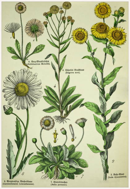Victorian style botanical lithographs with corresponding caption in Latin and old German script. Munich 1880-1889,  Germany. Munich 1880-1889,  Germany.  Victorian style botanical lithographs with corresponding  caption in Latin and old German script. engraving engraved image hand colored nature stock illustrations