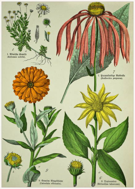 Victorian style botanical lithographs with corresponding caption in Latin and old German script. Munich 1880-1889,  Germany. Munich 1880-1889,  Germany.  Victorian style botanical lithographs with corresponding  caption in Latin and old German script. 1880 1889 illustrations stock illustrations