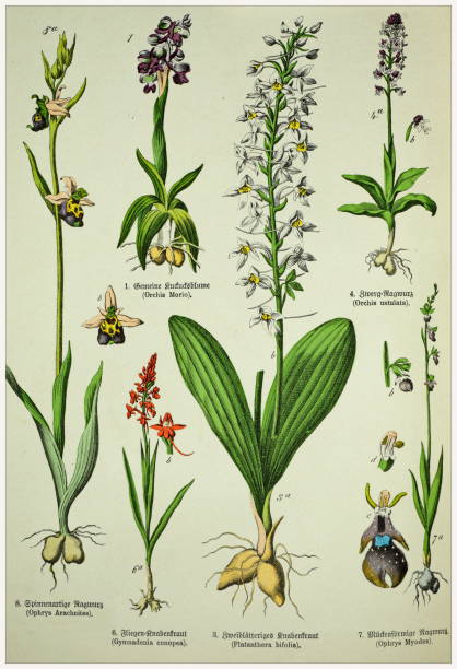 Victorian style botanical lithographs with corresponding caption in Latin and old German script. Munich 1880-1889,  Germany. Munich 1880-1889,  Germany.  Victorian style botanical lithographs with corresponding  caption in Latin and old German script. orchis ustulata stock illustrations