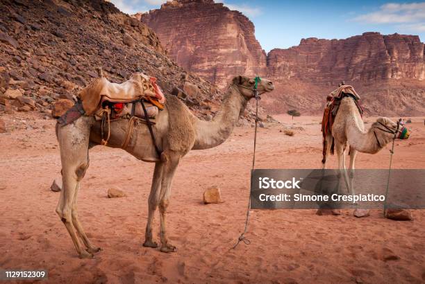 Bedouin Camel In Wadi Rum Desert Jordan Middle East Stock Photo - Download Image Now
