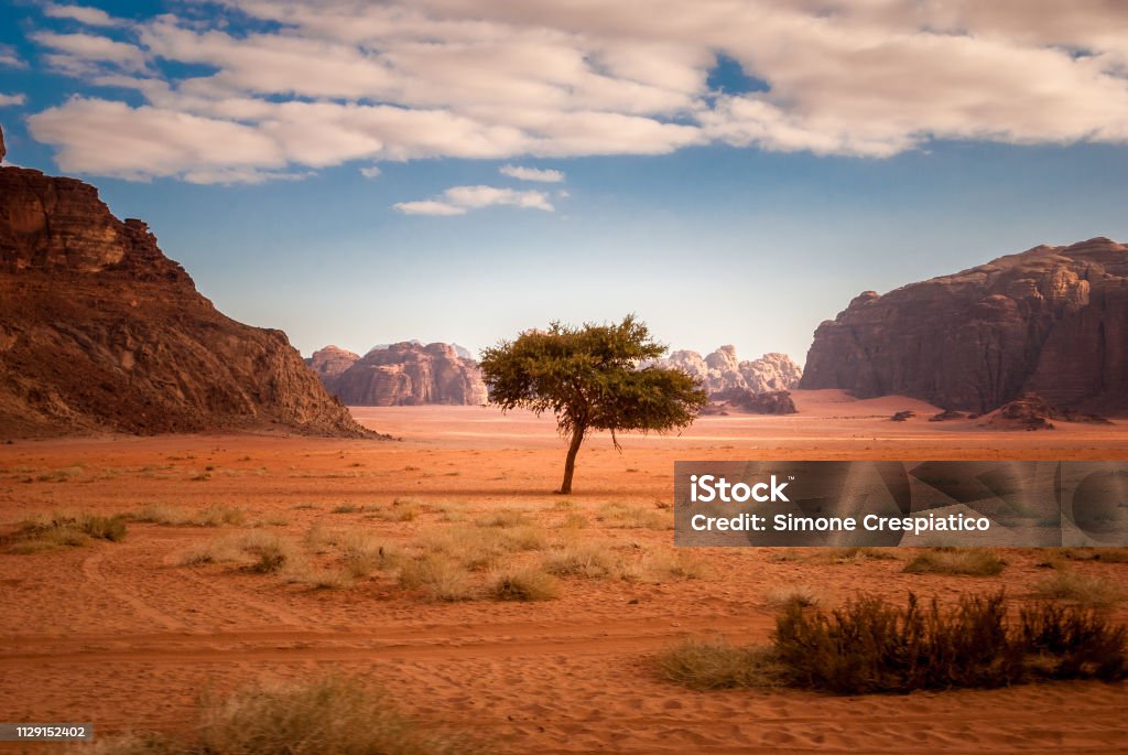 Lonely tree in the middle of the desert of Wadi Rum in Jordan, Middle East Adventure Stock Photo