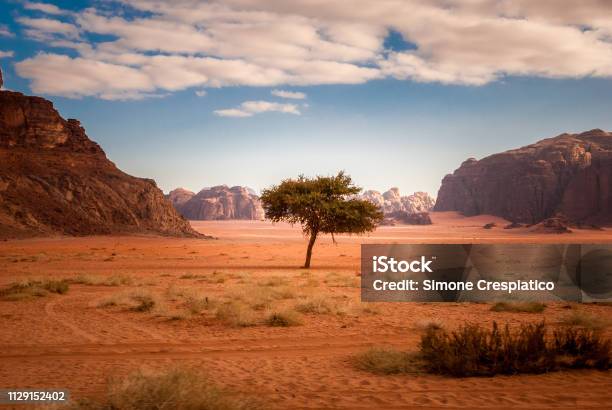 Lonely Tree In The Middle Of The Desert Of Wadi Rum In Jordan Middle East Stock Photo - Download Image Now