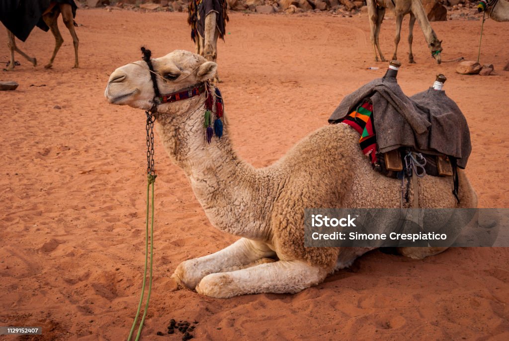 Bedouin camel in wadi Rum Desert, Jordan, Middle East Adventure Stock Photo