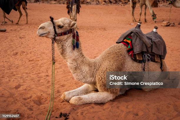 Bedouin Camel In Wadi Rum Desert Jordan Middle East Stock Photo - Download Image Now