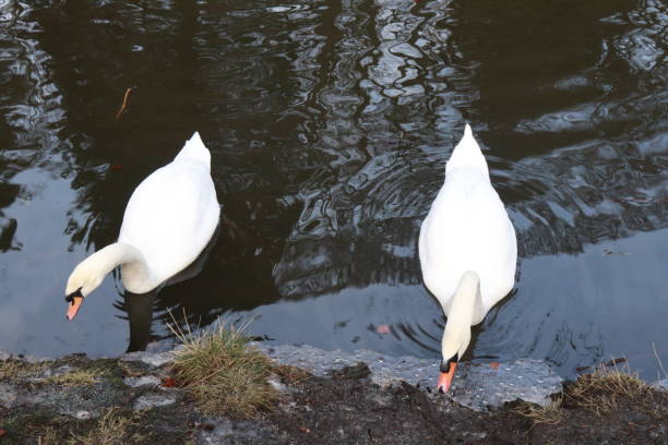 cisnes num lago congelado em parte, em floresta no inverno - self reflection - fotografias e filmes do acervo
