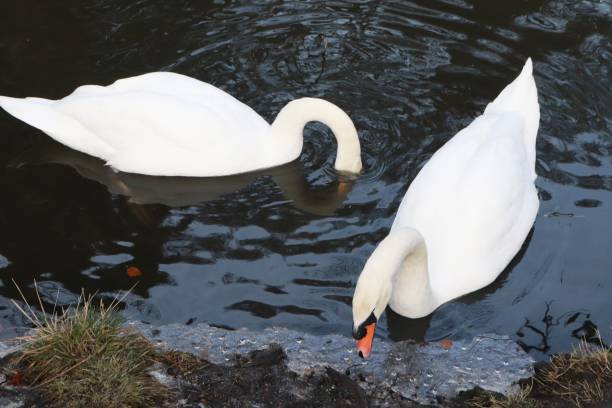 cisnes num lago congelado em parte, em floresta no inverno - self reflection - fotografias e filmes do acervo