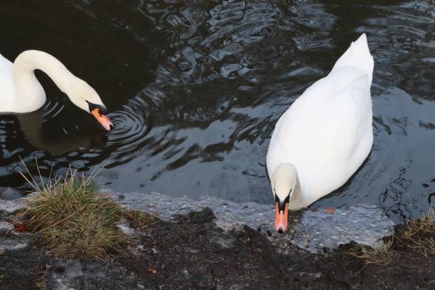 cisnes num lago congelado em parte, em floresta no inverno - self reflection - fotografias e filmes do acervo