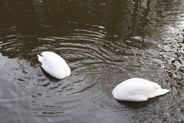 cisnes num lago congelado em parte, em floresta no inverno - self reflection - fotografias e filmes do acervo