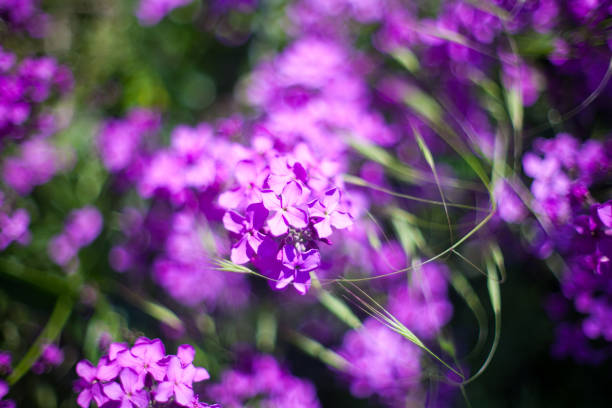 istock Blooming pink lilac flowers 1129154131