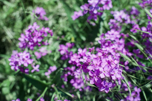 istock Blooming pink lilac flowers 1129154219
