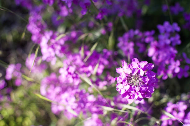 istock Blooming pink lilac flowers 1129154827