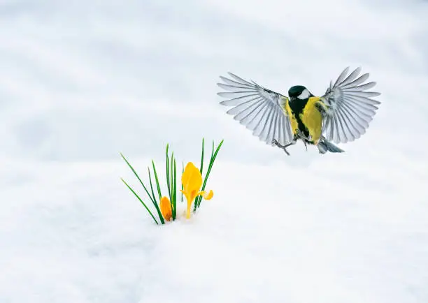 Photo of spring card beautiful bird tit flies spreading its wings in the garden to the first flowers snowdrops yellow crocuses