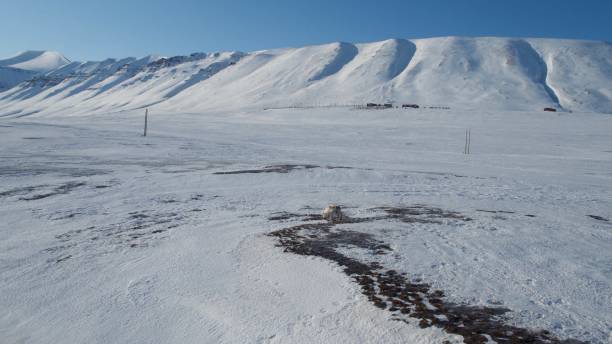 istock Icy and frozen Svalbard landscape 1129155231