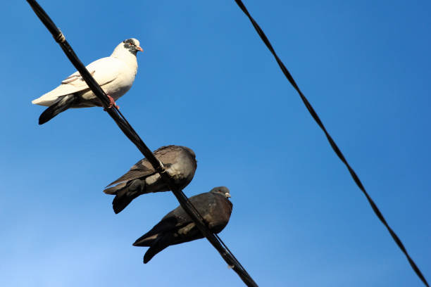 1,613 Birds Sitting On Electrical Wires Stock Photos ...