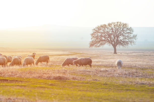 istock Sheep in a field on a sunny spring misty morning 1129156584