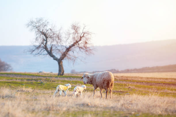 istock Newborn lambs with sheep grazing on a green meadow 1129156623