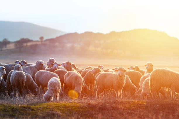una mandria di pecore sui pascoli al tramonto. - sheep flock of sheep pasture mountain foto e immagini stock