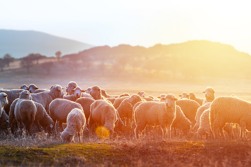 A herd of sheep on pastures at sunset.Sheep over dry grass field, farm animal