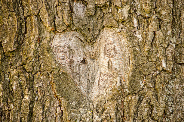 istock Heart carved out in a tree 1129158083