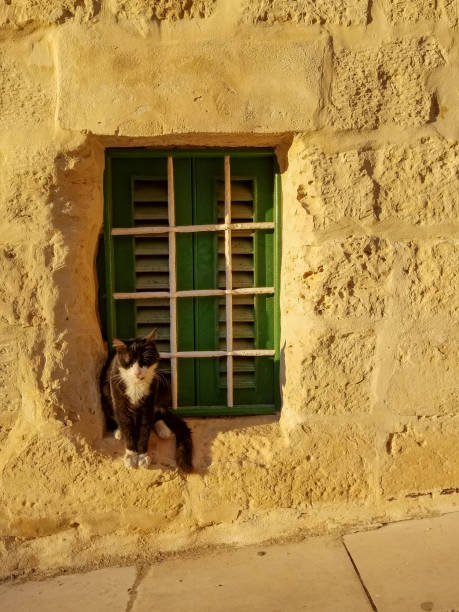 istock A cat sitting in a building in Malta 1129159701