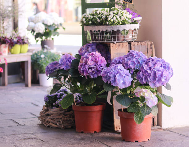 pots avec de belles fleurs d’hortensia floraison bleu et blanc à vendre à l’extérieur du magasin de fleurs. magasin de jardin entrée décorée avec style rustique en bois boîte et l’artisanat pots de fleurs. - flower blooming spring temperate flower photos et images de collection