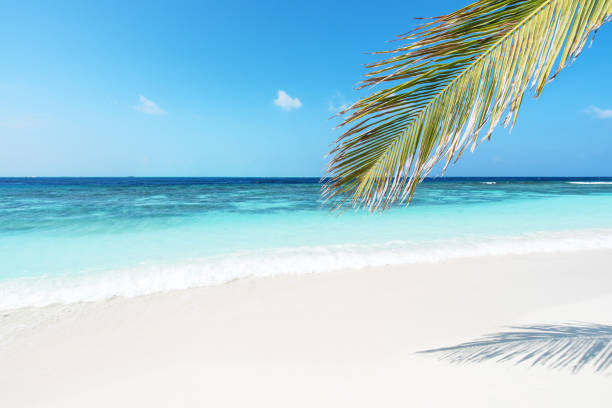 istock Tropical Paradise Beach Of Maldives 1129161889