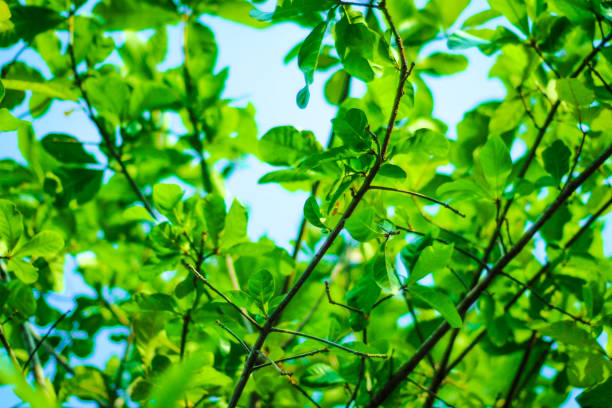 el sol los rayos a través de árboles de bosque en bosque paisaje de fondo. brecha de hojas en la selva. luz de verano natural brilla a través del bosque en un día. - beech leaf isolated leaf new fotografías e imágenes de stock