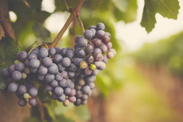 Photo of Branch of red wine grapes, toned