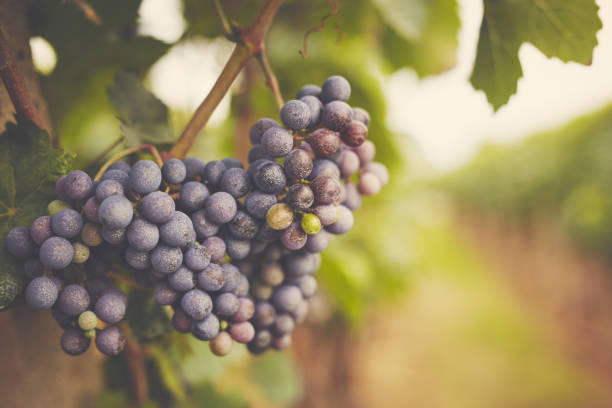 branch of red wine grapes, toned - grape green red purple imagens e fotografias de stock
