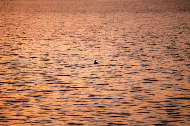 istock View of ripple on lake surface 1129162476