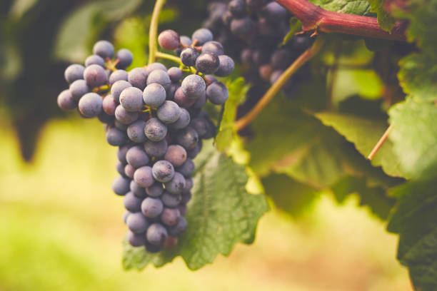 istock Branch of red wine grapes 1129162525
