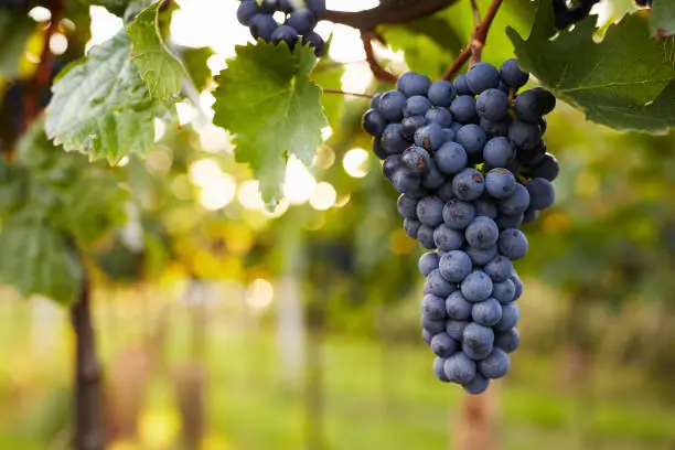 Photo of Branch of red wine grapes