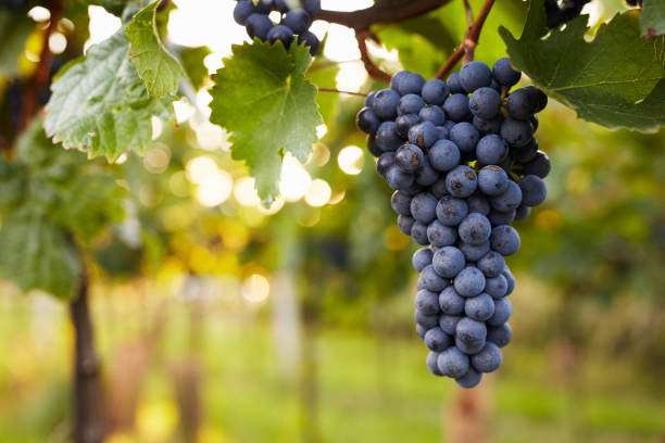 branch of red wine grapes - grape green red purple imagens e fotografias de stock