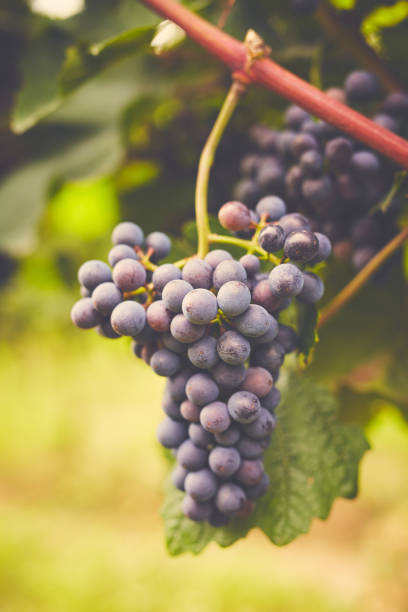 istock Branch of red wine grapes 1129162528