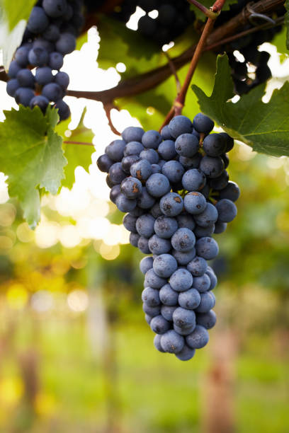 istock Branch of red wine grapes 1129162530