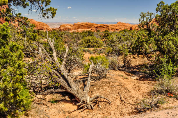 Ponderosa Pines blanked the desert valley flower of this section in Arches National Park of Utah.