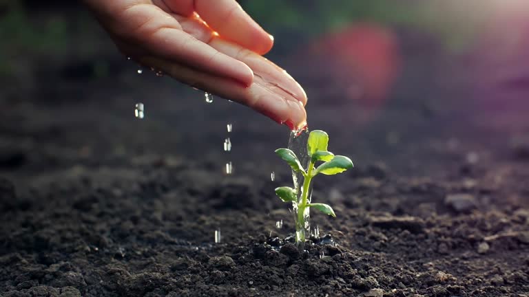 Hand watering a young plant