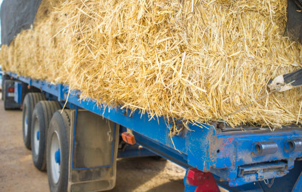 istock Heavy trailer truck loaded with straw bales 1129164311