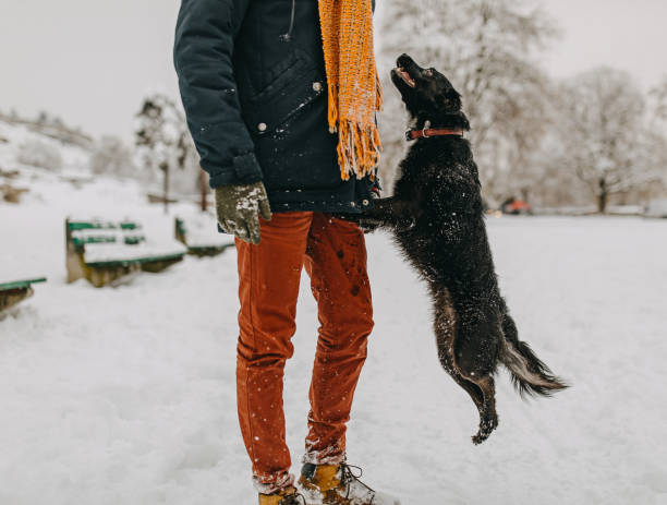 istock Couple in the snow play with dog 1129165365