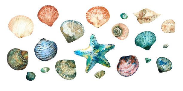 ilustrações, clipart, desenhos animados e ícones de coleção de conchas no doodle de estilo e abstrato pintados à mão com aquarelas isoladas no fundo branco. - estrela do mar